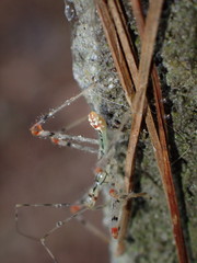 Endochus cingalensis