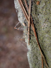 Endochus cingalensis