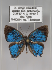 Paradeudorix ituri ituri