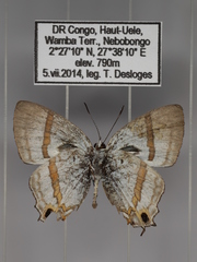 Paradeudorix ituri ituri