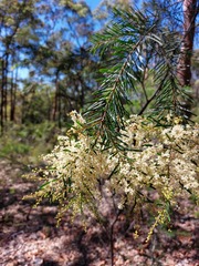 Acacia linifolia