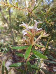 Grevillea phylicoides