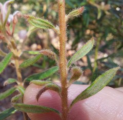 Grevillea phylicoides