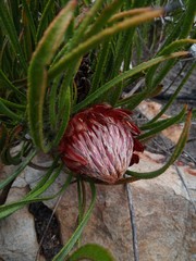 Protea denticulata