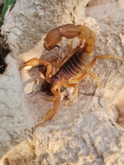 Parabuthus mossambicensis