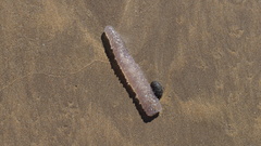 Pyrosoma