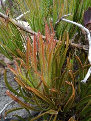 Protea denticulata