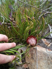 Protea denticulata