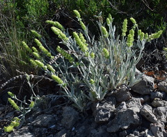 Sideritis catillaris