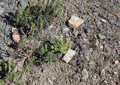 Crassula mesembryanthoides