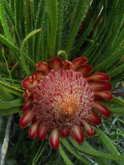 Protea denticulata