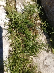 Moehringia muscosa