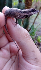 Anolis quercorum