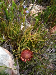 Protea denticulata
