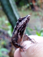 Anolis quercorum