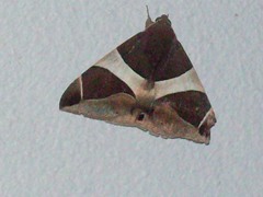 Bastilla crameri