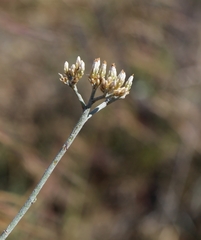 Helichrysum zeyheri