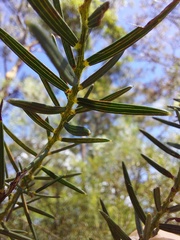 Acacia trinervata
