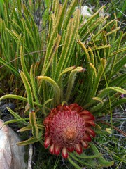 Protea denticulata