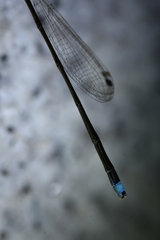 Ischnura asiatica