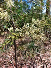 Acacia linifolia