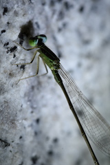 Ischnura asiatica