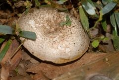 Agaricus iodosmus