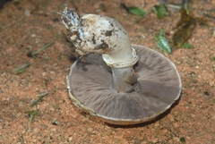 Agaricus iodosmus