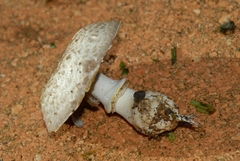 Agaricus iodosmus