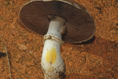 Agaricus iodosmus