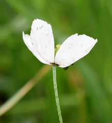 Papaver albiflorum