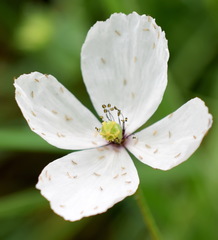 Papaver albiflorum