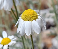 Anthemis sterilis