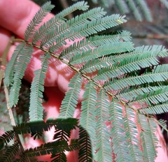 Acacia parvipinnula