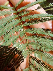 Acacia parvipinnula