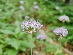 Allium decipiens quercetorum