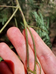 Acacia parvipinnula