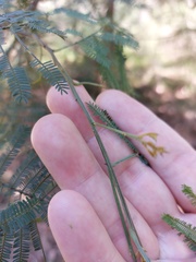 Acacia parvipinnula