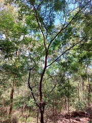 Acacia parvipinnula