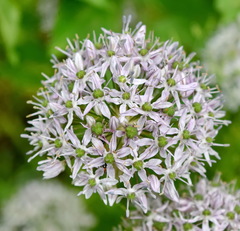 Allium decipiens quercetorum