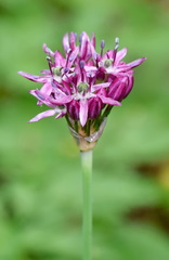 Allium decipiens quercetorum