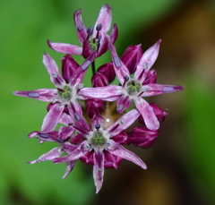 Allium decipiens quercetorum