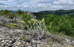 Sideritis catillaris