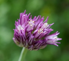 Allium nathaliae