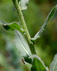 Hesperis pycnotricha