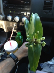 Tradescantia ernestiana