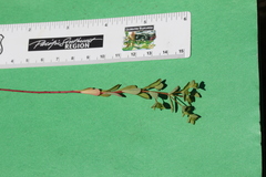 Euphorbia spathulata