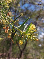 Acacia trinervata