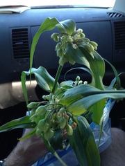 Tradescantia ernestiana