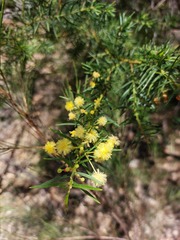 Acacia trinervata